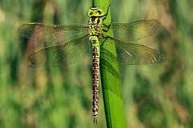 Attēlu rezultāti vaicājumam “Aeshna viridis”