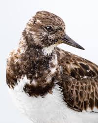 Attēlu rezultāti vaicājumam “Arenaria interpres”