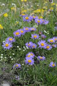Image result for Aster alpinus