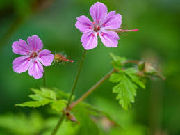 Attēlu rezultāti vaicājumam “Geranium robertianum leaf”