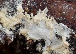 Attēlu rezultāti vaicājumam “Postia rennyi”