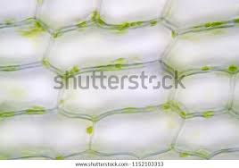 Attēlu rezultāti vaicājumam “Hydrilla verticillata leaf”