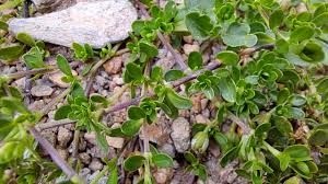 Attēlu rezultāti vaicājumam “Arenaria procera leaf”
