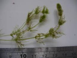 Attēlu rezultāti vaicājumam “Chara filiformis”