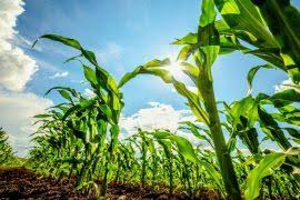 Attēlu rezultāti vaicājumam “Aloina rigida sporophyte”