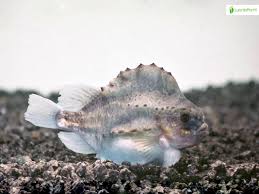 Image result for Cyclopterus lumpus