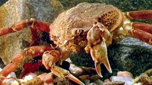 Image result for Chionoecetes opilio