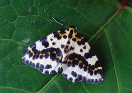 Attēlu rezultāti vaicājumam “Abraxas grossulariata larva”