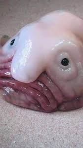 Image result for blobfish