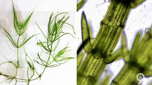 Attēlu rezultāti vaicājumam “Chara aspera”