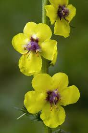 Image result for Verbascum blattaria