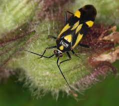 Attēlu rezultāti vaicājumam “Grypocoris sexguttatus imago”