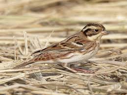 Image result for Emberiza rustica