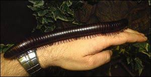 Attēlu rezultāti vaicājumam “Myriapoda”
