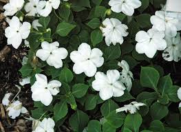 Image result for Impatiens walleriana
