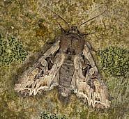 Attēlu rezultāti vaicājumam “Lacanobia suasa”