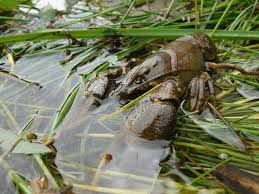 Attēlu rezultāti vaicājumam “Astacus astacus”