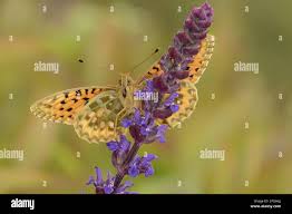 Attēlu rezultāti vaicājumam “Argynnis aglaja”