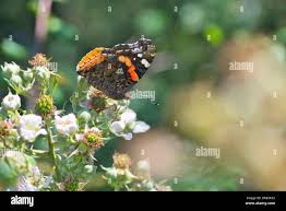 Attēlu rezultāti vaicājumam “Vanessa atalanta underside”