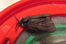 Attēlu rezultāti vaicājumam “Canephora hirsuta”