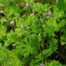Attēlu rezultāti vaicājumam “Geranium pusillum leaf”
