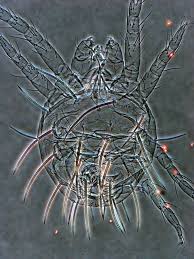 Attēlu rezultāti vaicājumam “Panonychus”