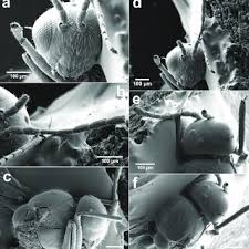 Attēlu rezultāti vaicājumam “Comatricha elegans stalked”