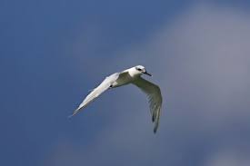 Attēlu rezultāti vaicājumam “Sterna sandvicensis”