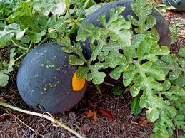 Attēlu rezultāti vaicājumam “Citrullus lanatus leaf”