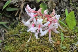 Attēlu rezultāti vaicājumam “Rhododendron periclymenoides flower”