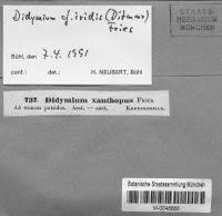 Attēlu rezultāti vaicājumam “Didymium xanthopus”