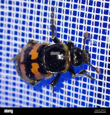 Attēlu rezultāti vaicājumam “Nicrophorus vespillo”