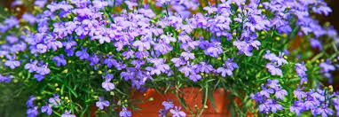 Image result for Lobelien