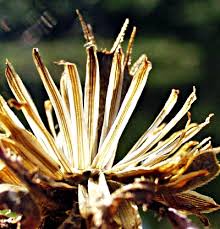 Attēlu rezultāti vaicājumam “Bidens frondosa fruit”