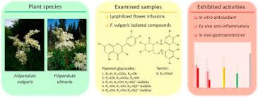Attēlu rezultāti vaicājumam “Filipendula vulgaris fruit”