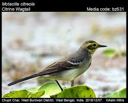 Attēlu rezultāti vaicājumam “Motacilla citreola”