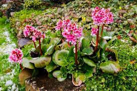 Image result for Bergenie