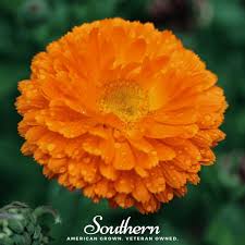 Attēlu rezultāti vaicājumam “Calendula officinalis”