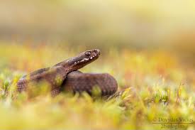 Attēlu rezultāti vaicājumam “Vipera berus adult”