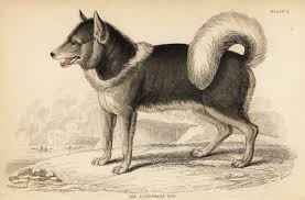 Attēlu rezultāti vaicājumam “Canis lupus familiaris”