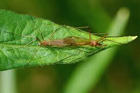 Attēlu rezultāti vaicājumam “Nematocera”
