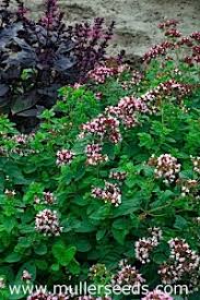 Image result for Origanum vulgare