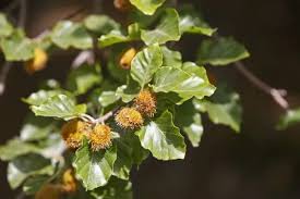 Attēlu rezultāti vaicājumam “Fagus sylvatica fruit”