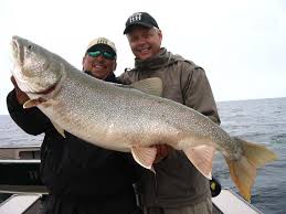 Image result for Salvelinus namaycush