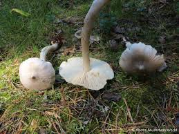 Attēlu rezultāti vaicājumam “Tricholoma sp.”