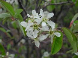 Attēlu rezultāti vaicājumam “Amelanchier spicata”