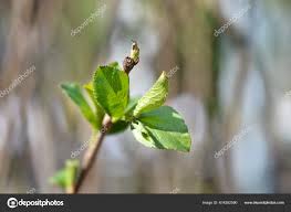 Attēlu rezultāti vaicājumam “Aronia melanocarpa bud”