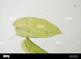 Attēlu rezultāti vaicājumam “Plagiothecium laetum”