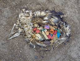Image result for albatross dead chick