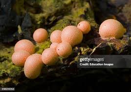 Attēlu rezultāti vaicājumam “Lycogala confusum”